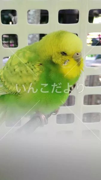 保護鳥の写真