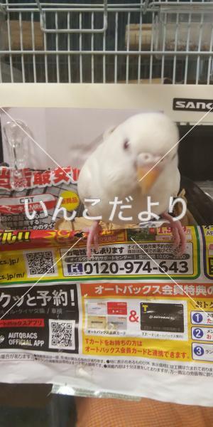 迷い鳥の写真