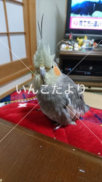 迷い鳥の写真