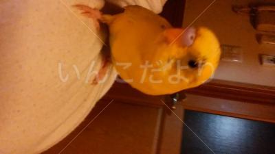 迷い鳥の写真