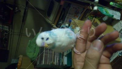 迷い鳥の写真