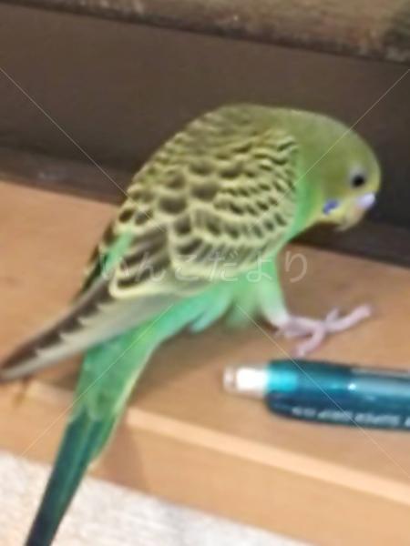 迷い鳥の写真