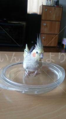 迷い鳥の写真