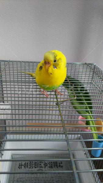 保護鳥の写真