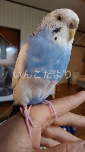 迷い鳥の写真