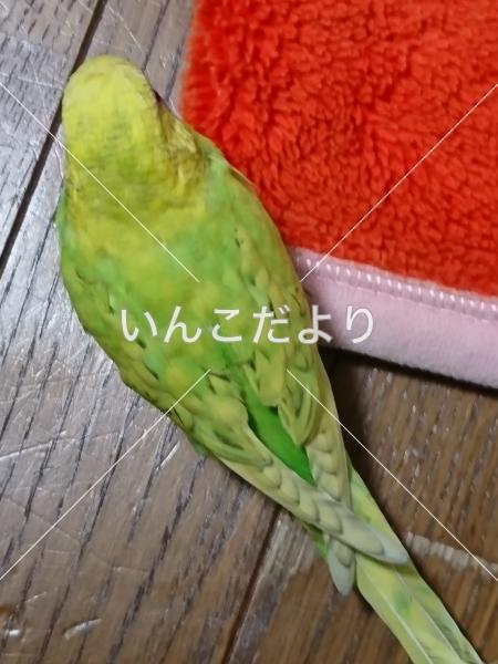 迷い鳥の写真
