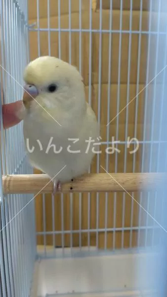 保護鳥の写真