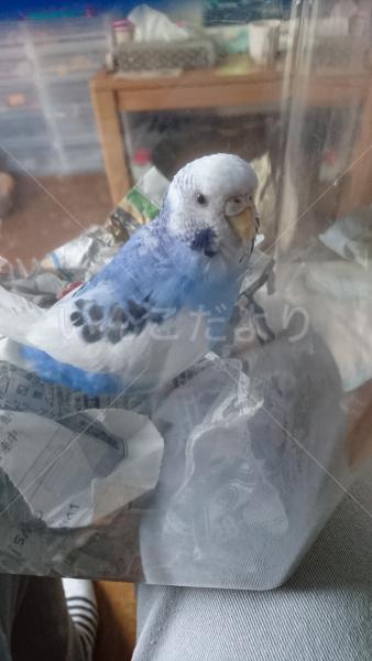 保護鳥の写真
