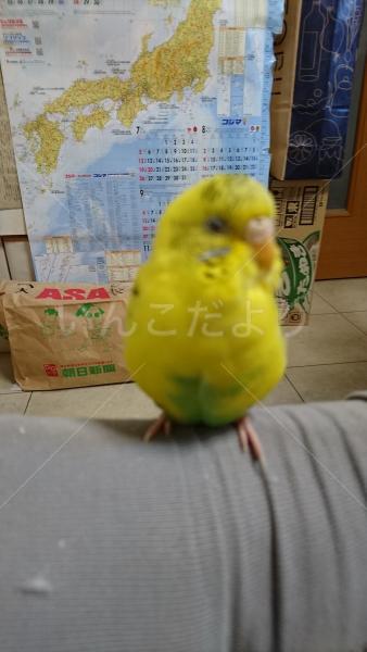迷い鳥の写真