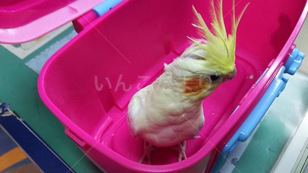 保護鳥の写真