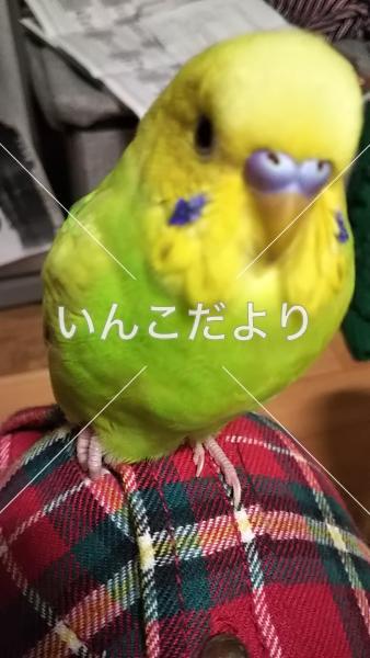 迷い鳥の写真