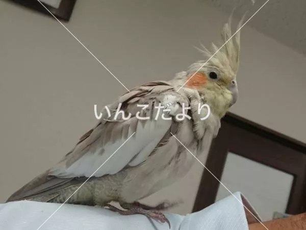 保護鳥の写真