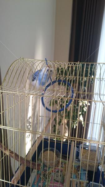 迷い鳥の写真