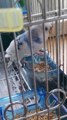 保護鳥の写真