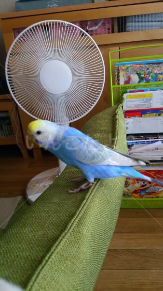 迷い鳥の写真