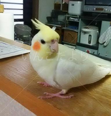 迷い鳥の写真
