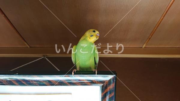 迷い鳥の写真