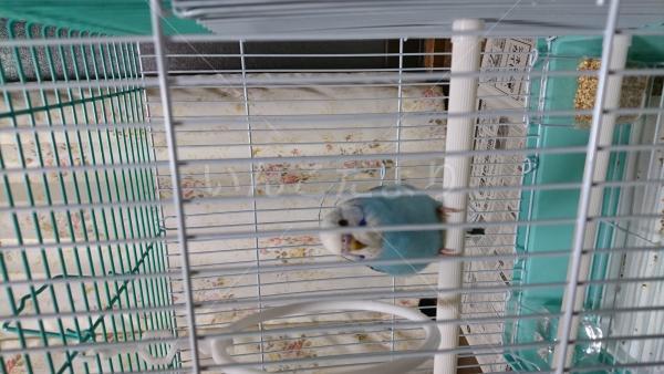 保護鳥の写真