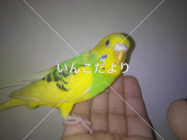 迷い鳥の写真
