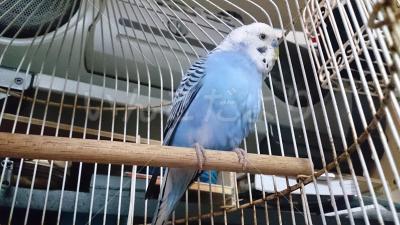 保護鳥の写真