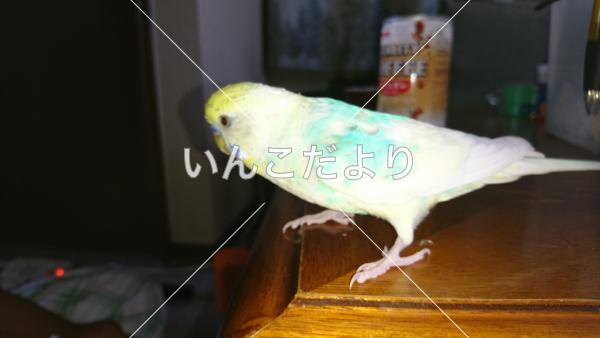 迷い鳥の写真