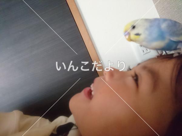 迷い鳥の写真