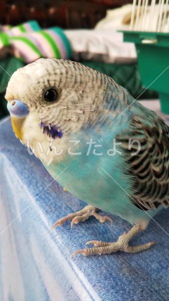 迷い鳥の写真