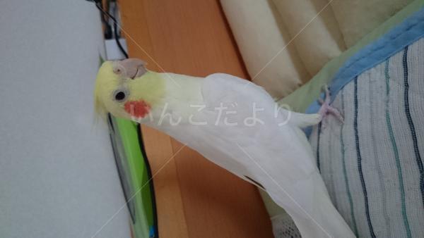 迷い鳥の写真