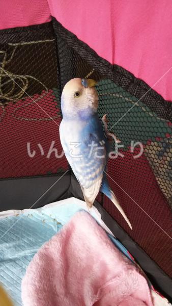 保護鳥の写真