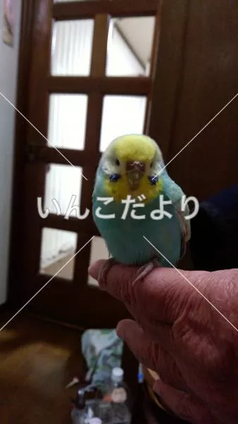 保護鳥の写真