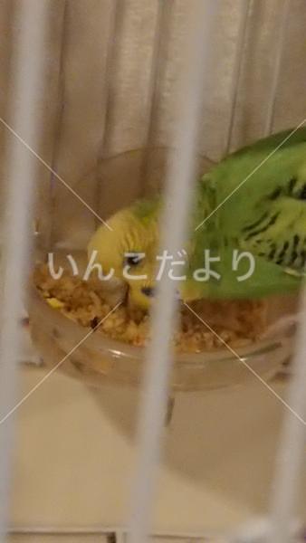 保護鳥の写真