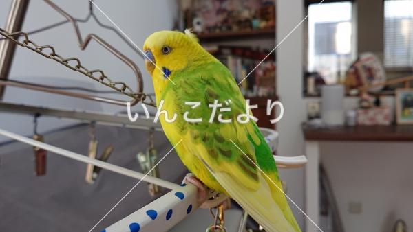 迷い鳥の写真