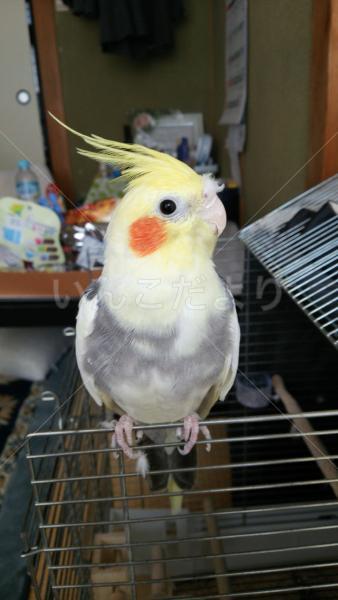迷い鳥の写真