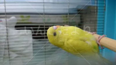 保護鳥の写真