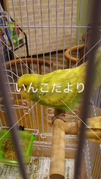 保護鳥の写真