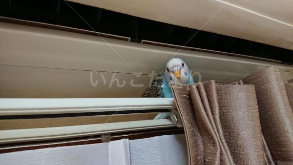 迷い鳥の写真
