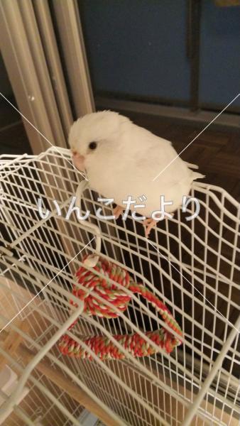 迷い鳥の写真