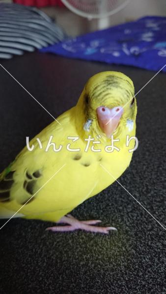 迷い鳥の写真