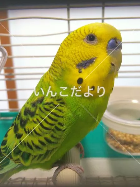 保護鳥の写真