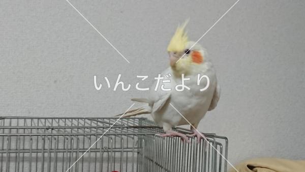 迷い鳥の写真