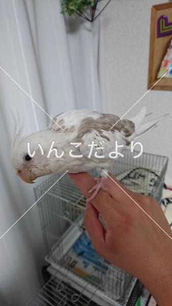 迷い鳥の写真