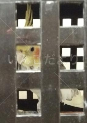 保護鳥の写真