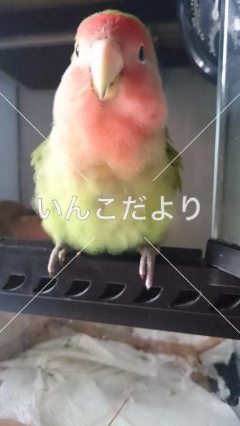 迷い鳥の写真