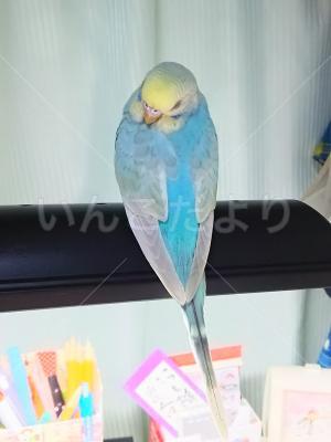 迷い鳥の写真