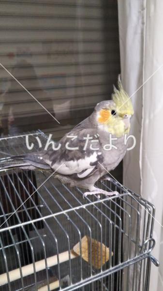 迷い鳥の写真