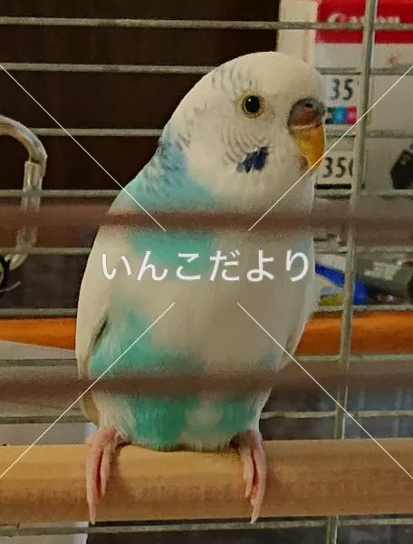 保護鳥の写真