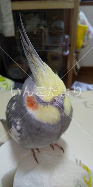 迷い鳥の写真