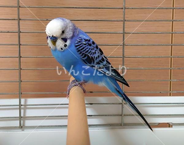 保護鳥の写真