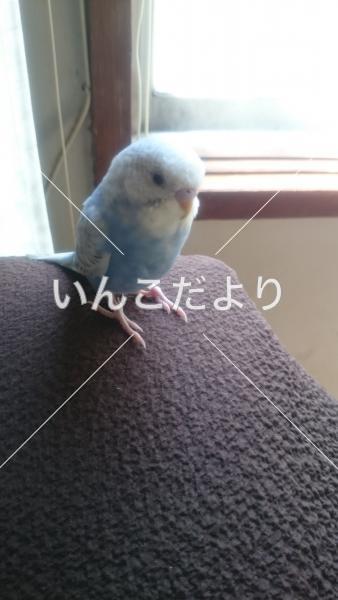 迷い鳥の写真