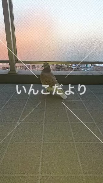 保護鳥の写真